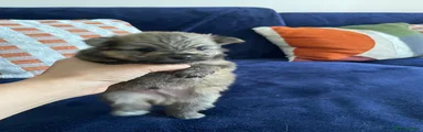 Pomeranian 1 Boy