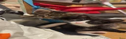 Bengal cats for sale: mixed Bengal × domestic shorthair  in Portsmouth - Advert 3