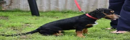 Cocker Spaniel dogs for sale: 5 Months Old Male Working Cocker KC Reg - Advert 17