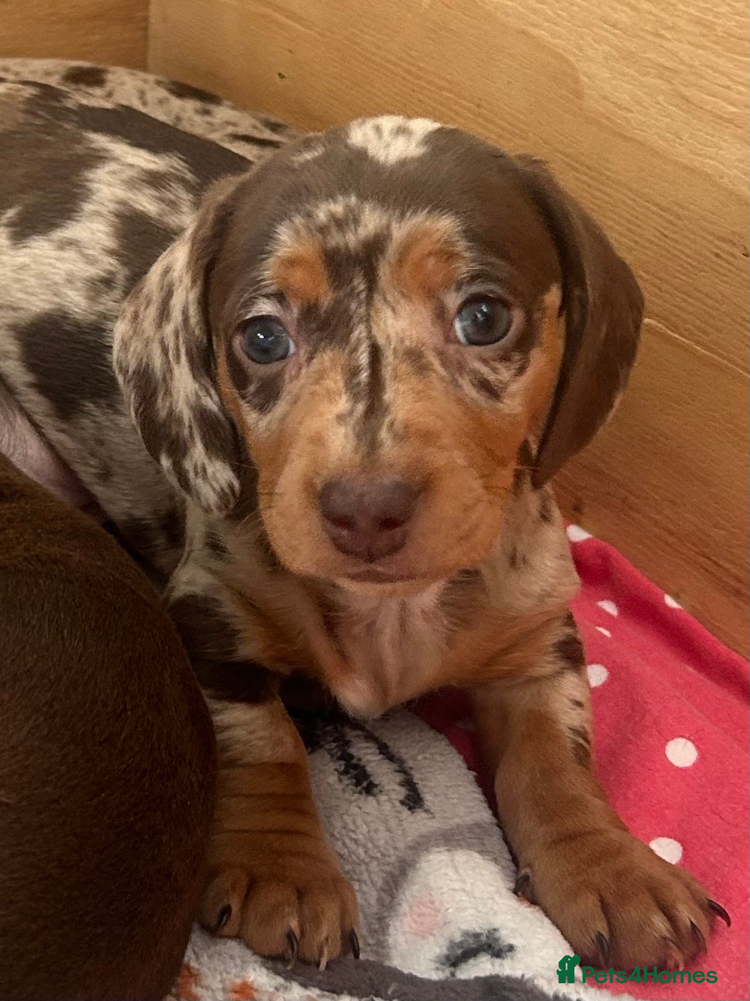 Miniature Dachshund dogs KC Registered Miniature Dachshunds - Advert 2