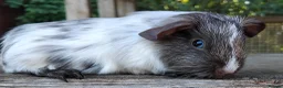 Guinea Pig rodents for sale: *SOLD* - Advert 9