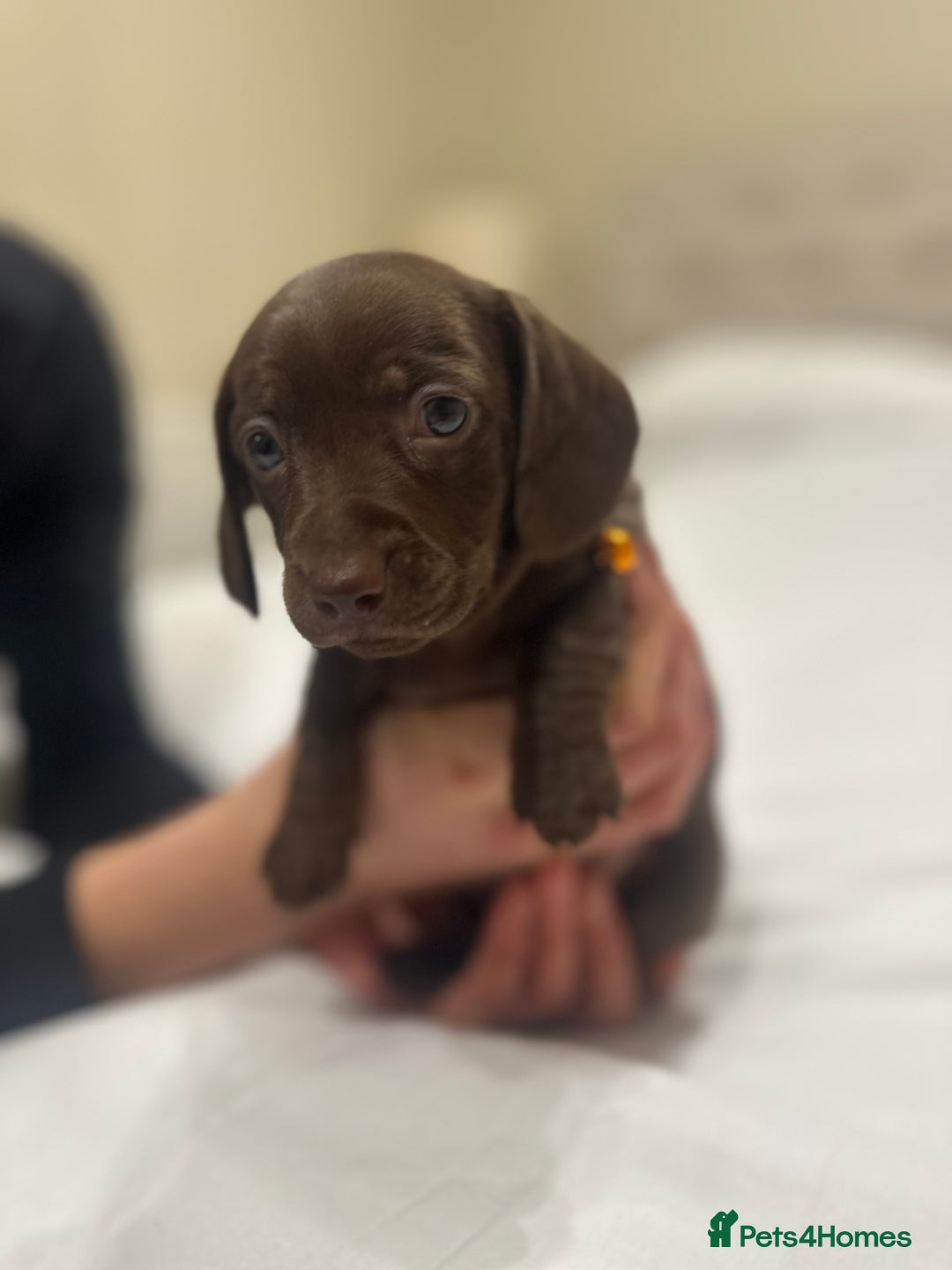 Miniature Dachshund dogs for sale: Miniature dachshund ready to go🫶🏽 - Advert 9