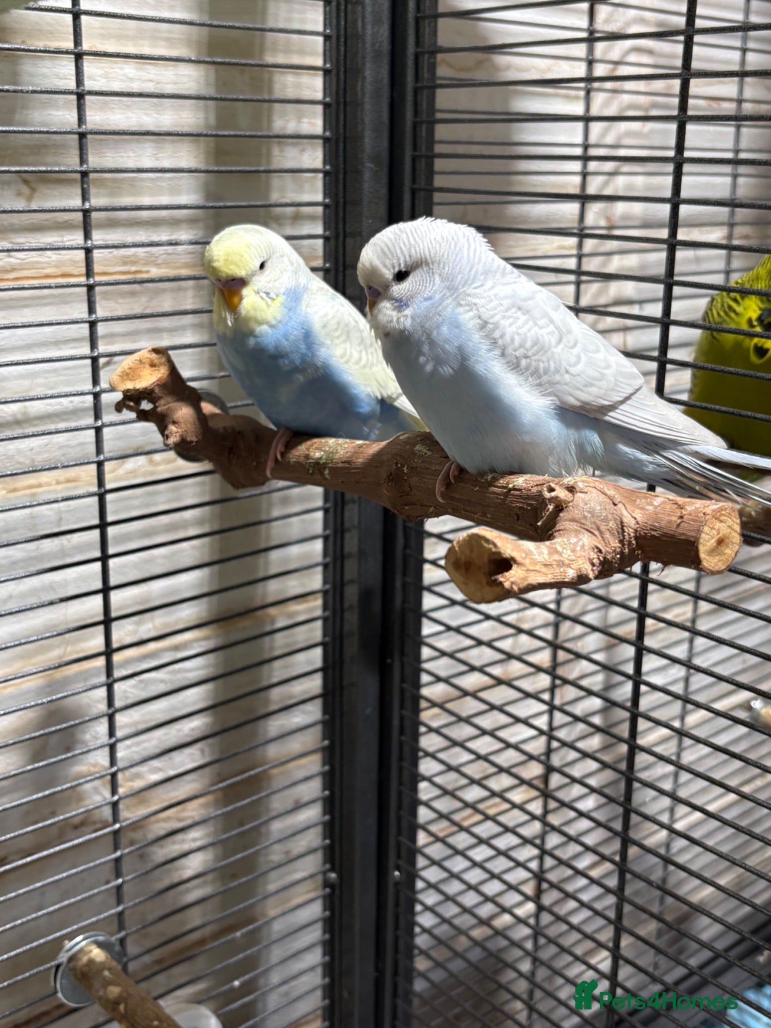 Budgerigars birds Young budgies for sale - Advert 1