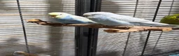 Budgerigars birds for sale: Young budgies for sale - Advert 1