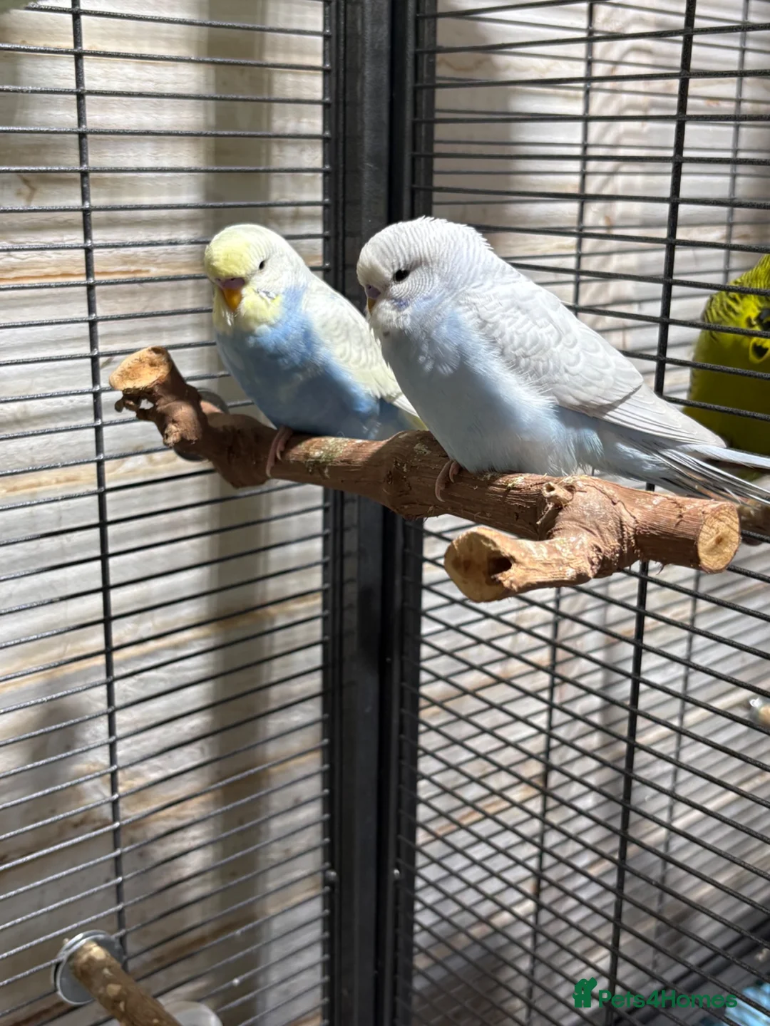 Budgerigars birds for sale: Young budgies for sale - Advert 1