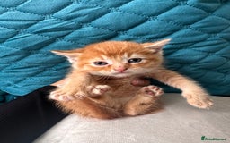 Scottish Fold cats for sale: Scottish fold male kittens available  - Image 10