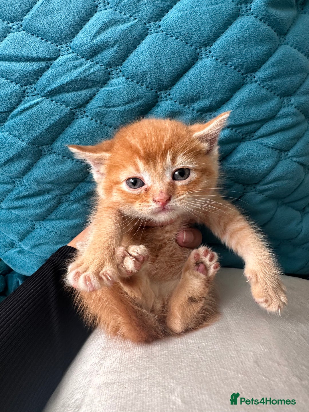 Scottish Fold cats for sale: Scottish fold male kittens available  - Image 10