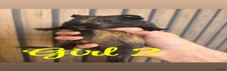 Guinea Pig rodents for sale: 8 week old female guinea pigs - Advert 4