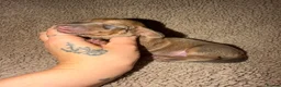 Miniature Dachshund dogs for sale: Perfect Tiny miniature dachshunds  - Advert 2
