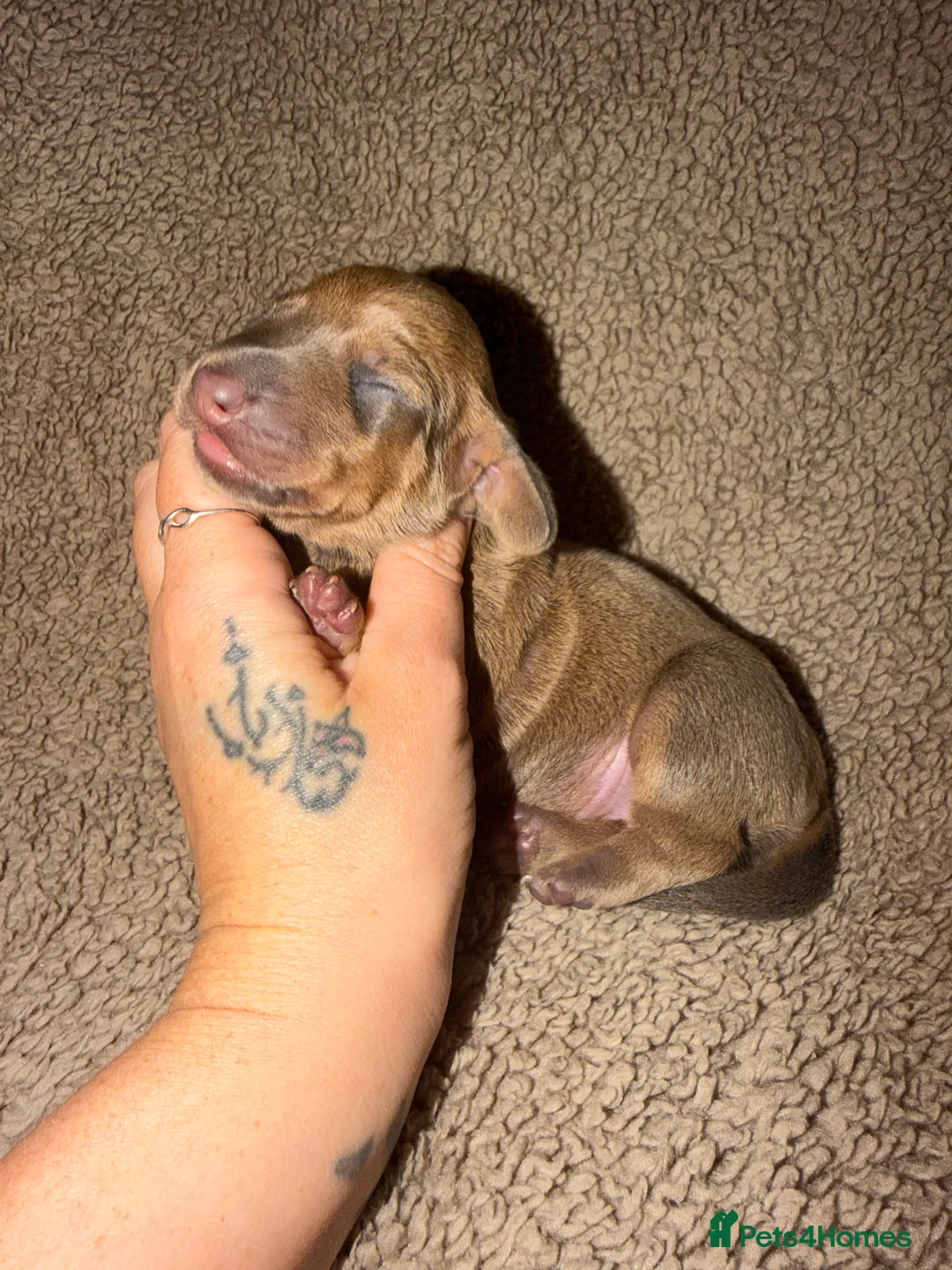 Miniature Dachshund dogs for sale: Perfect Tiny miniature dachshunds  - Advert 2
