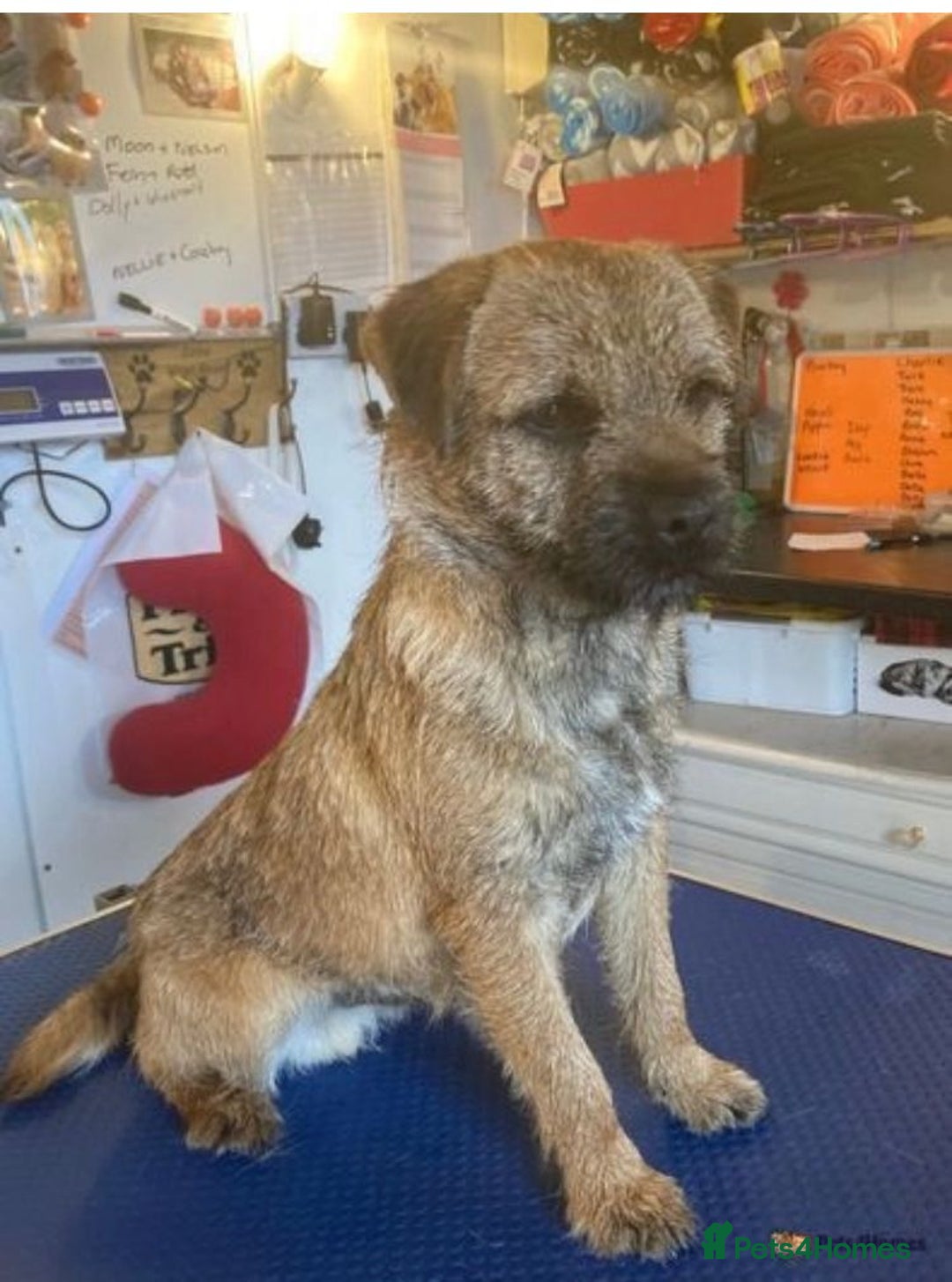 Border Terrier dogs for stud: MEET BODIE  in Maidstone - Image 2