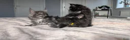 Maine Coon cats for sale: Black&Black Smoke Tica registered  - Advert 8