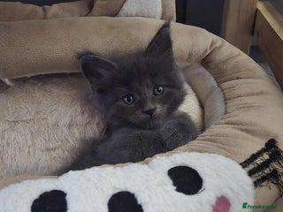 Maine Coon cats 1 Maine coon boy. - Advert 1