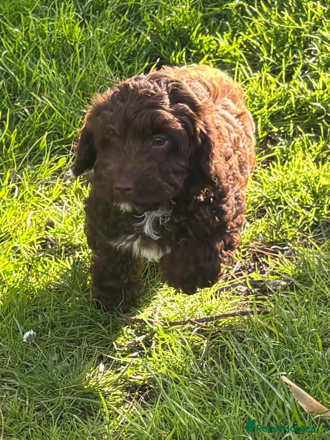 Sproodle dogs for sale: Beautiful little girl  Sproodles only 3 available  - Advert 2