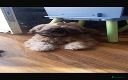 Shih Tzu dogs for sale: One female left - Image 2