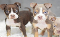Old Tyme Bulldog dogs for sale: Why Settle for Less? 5⭐️Rated, 23 Years Experience - Image 14