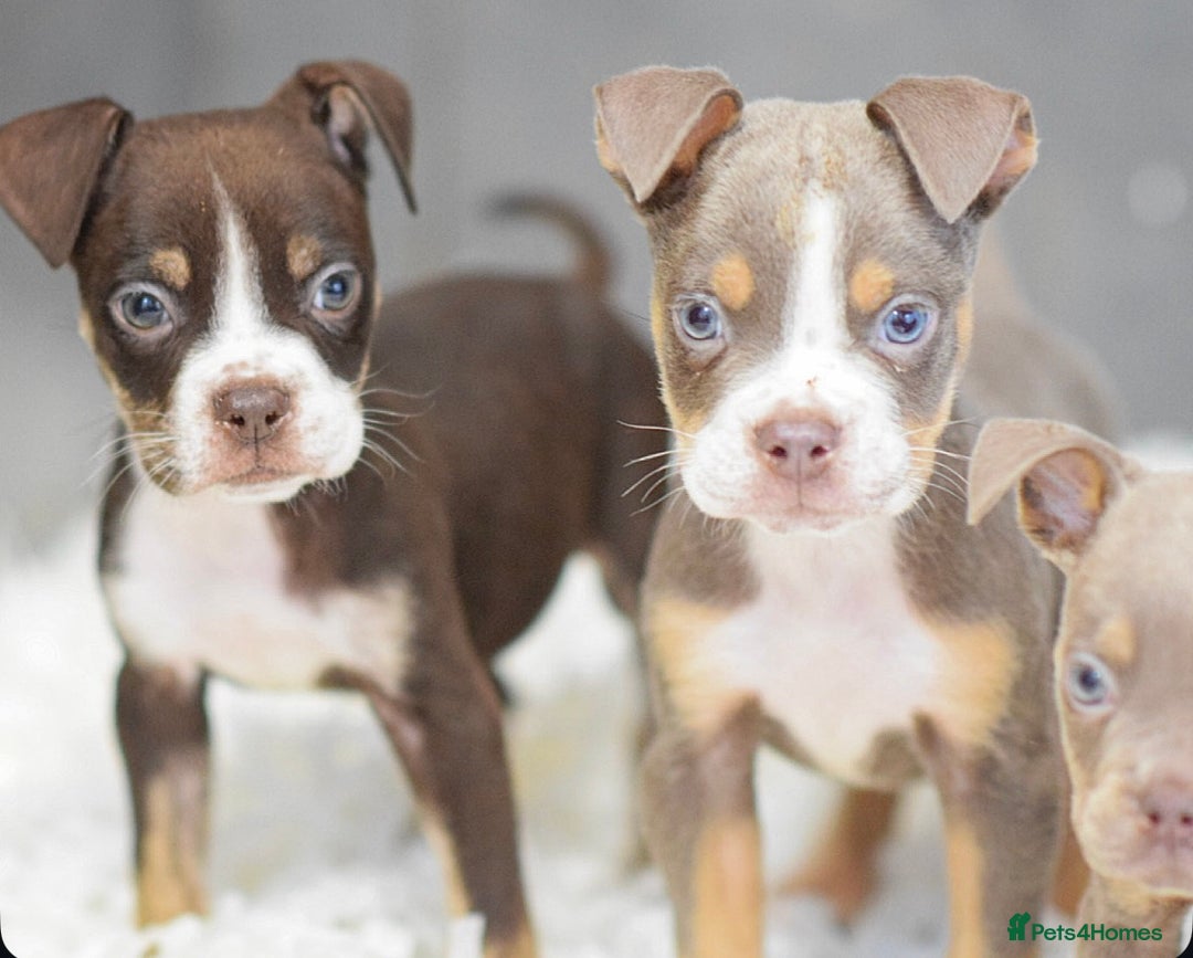 Old Tyme Bulldog dogs for sale: Why Settle for Less? 5⭐️Rated, 23 Years Experience - Image 14