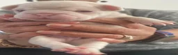 French Bulldog dogs for sale: Beautiful French Bulldog Puppies  in Gillingham - Advert 7