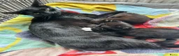 Mixed Breed cats for sale: Beautiful short-haired black and white kittens in Sudbury - Advert 13