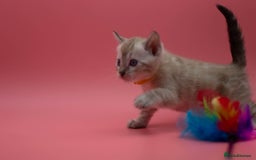 Bengal cats for sale: ✨ Snow Lynx Bengal Kittens – Ready to Reserve! ✨ - Image 13