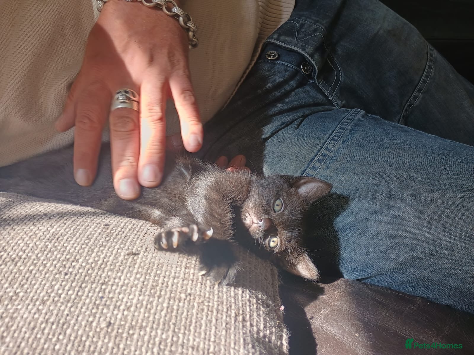 Mixed Breed cats for sale: 2 lovely female black kittens - Advert 13