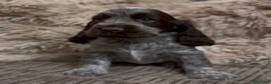Chocolate roan Cocker Spaniel girl