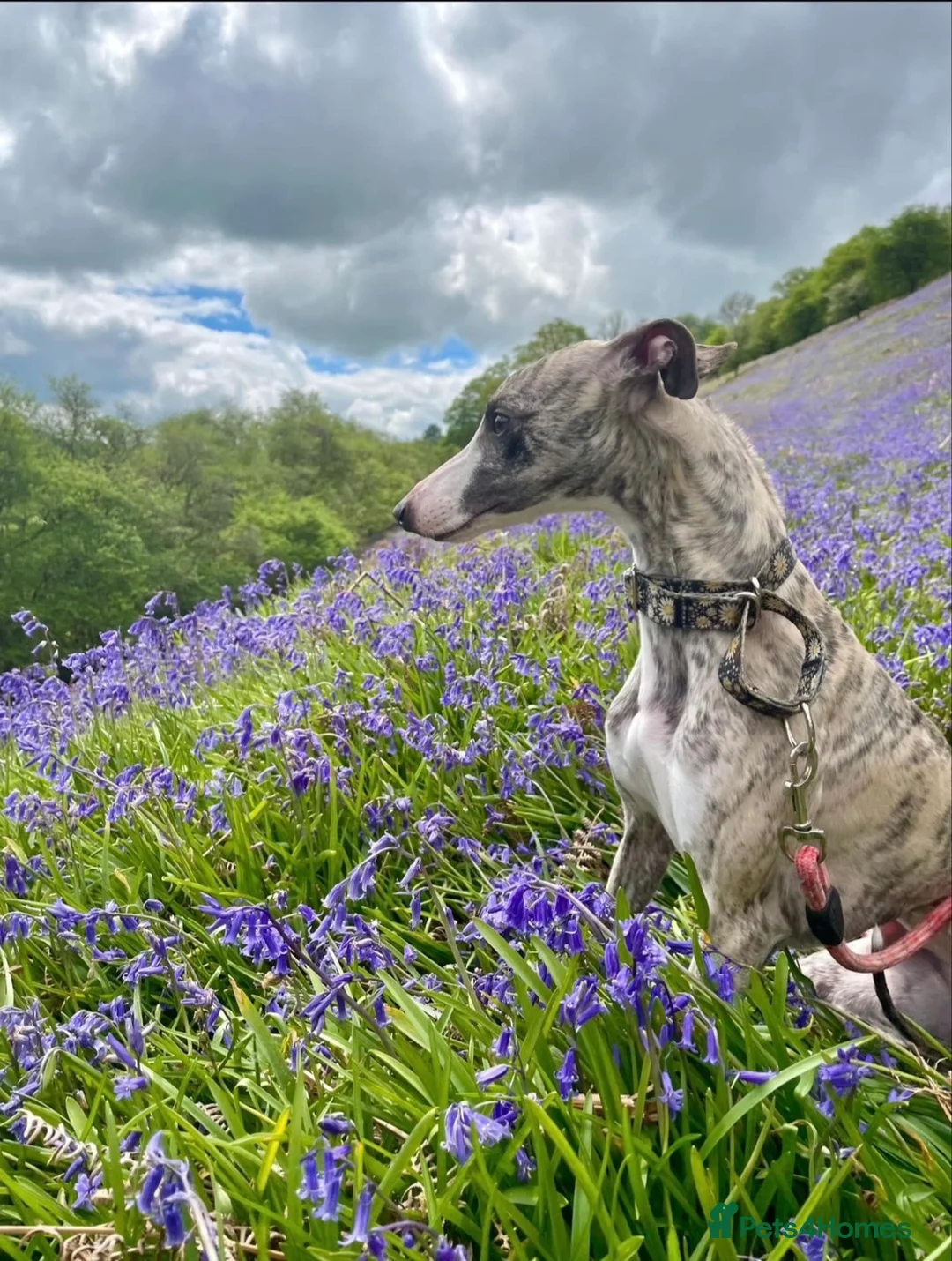 Whippet dogs for sale: KC whippet Puppies  - Advert 16