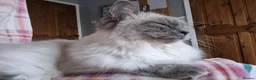 Ragdoll cats for sale: Beautiful GCCF Ragdoll - Advert 4