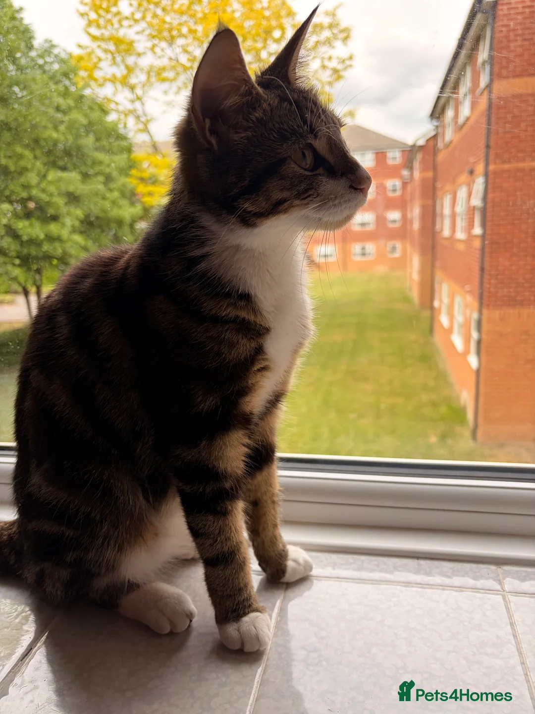 British Shorthair cats for sale: Rescue tabby cat in London - Advert 9