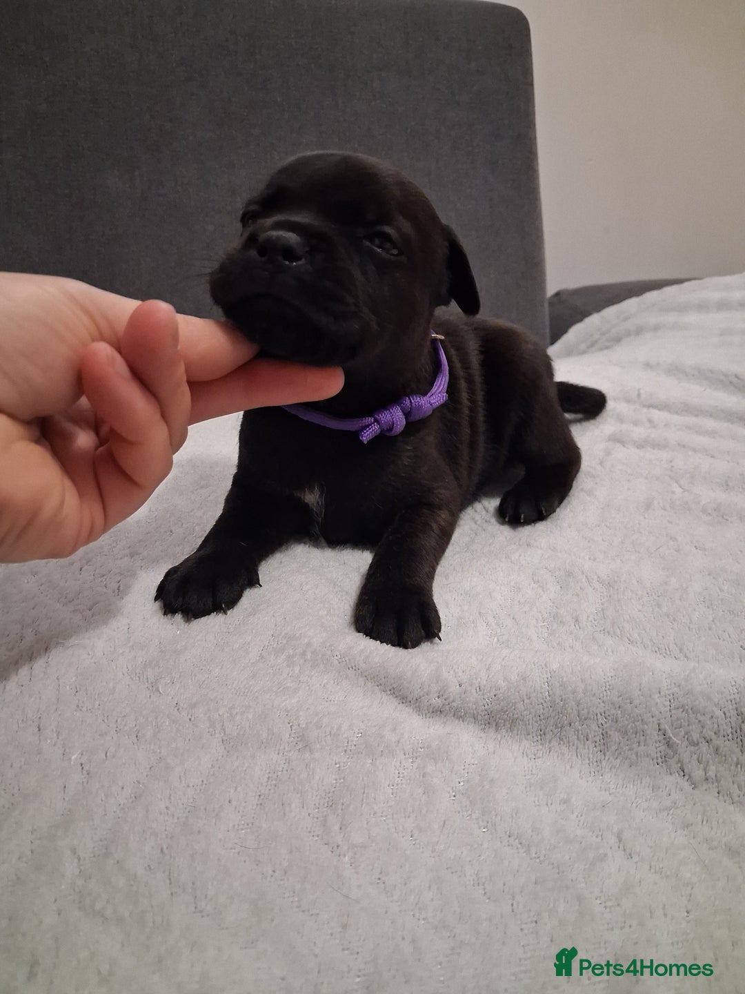 Staffordshire Bull Terrier dogs for sale: Show quality Staffordshire Bull Terrier - Advert 20