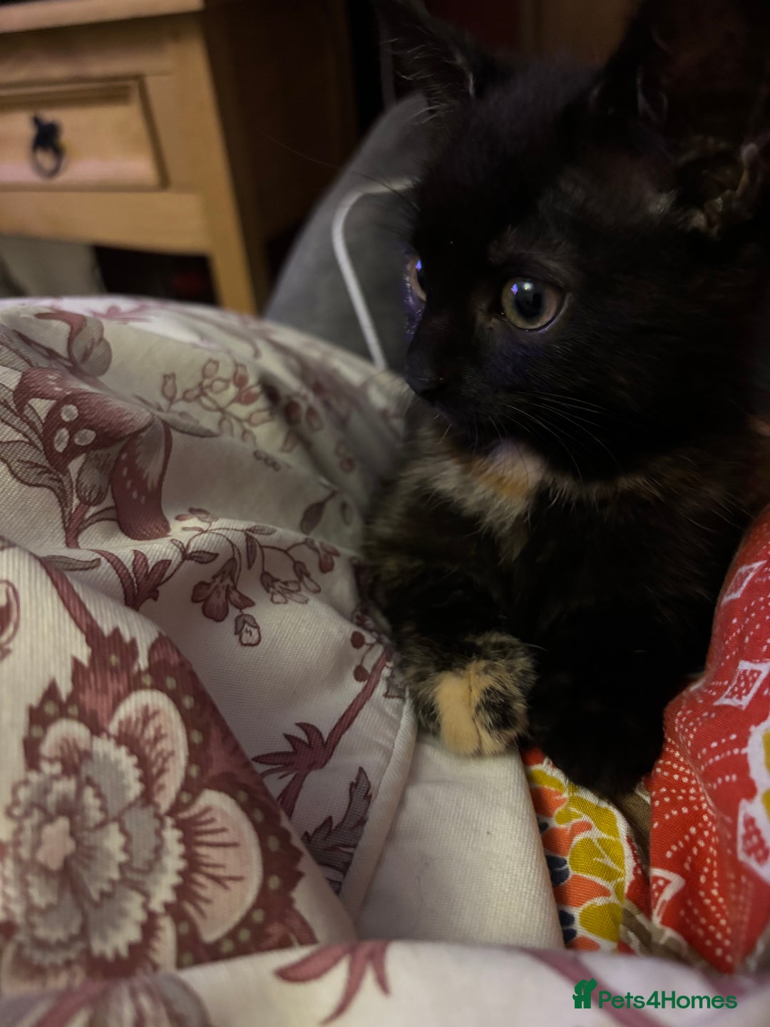 Domestic Shorthair cats for sale: Beautiful tortoiseshell kitten - Image 2
