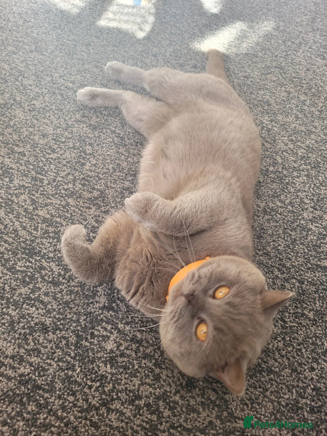 British Shorthair cats for stud: Lilac GCCF active stud Manchester  in Manchester - Advert 8