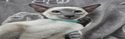 Siamese cats for sale: Adorable siamese kittens. in Blackwood - Advert 11