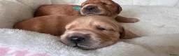 Golden Retriever dogs for sale: KC Golden Retrievers - Health Tested & Home Raised in Trowbridge - Advert 23