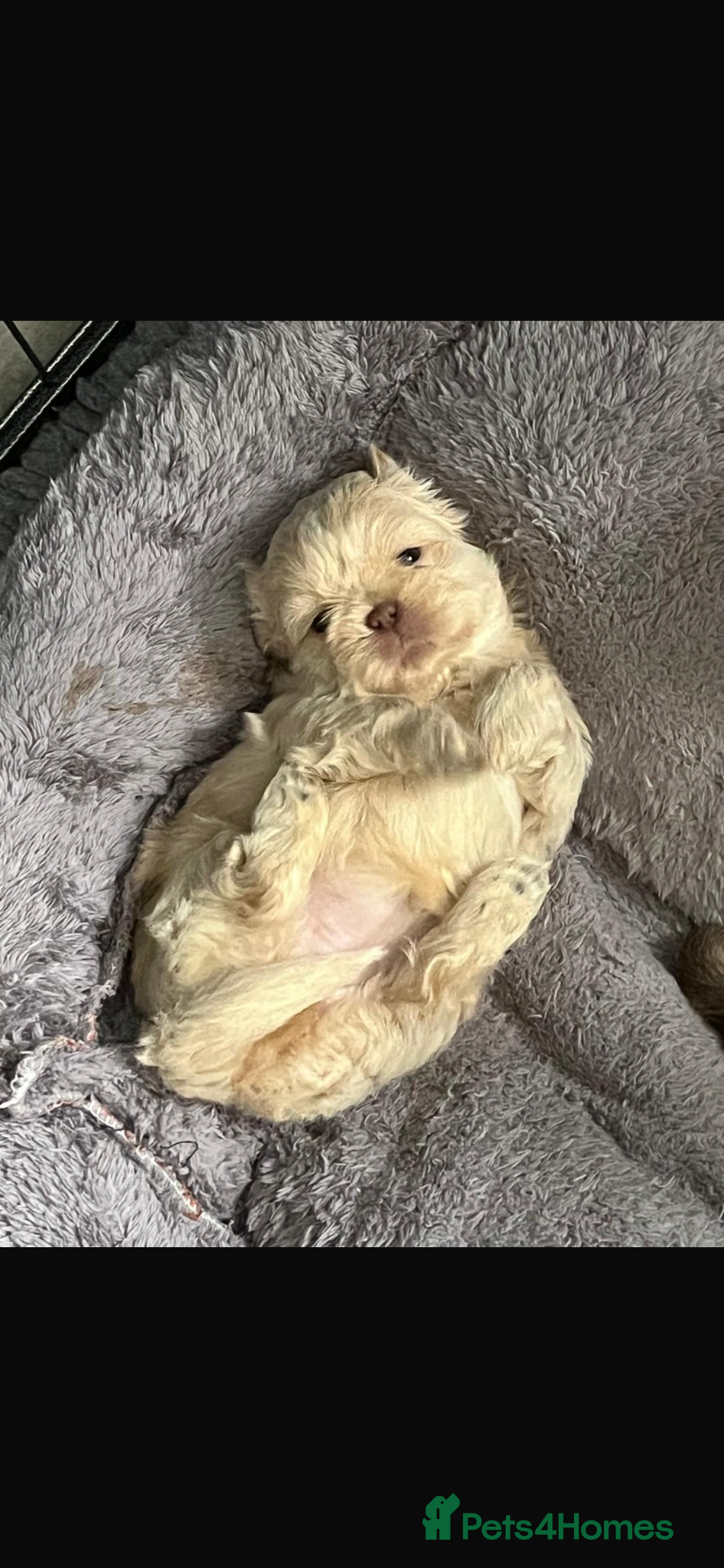Shih Tzu dogs for sale: Gorgeous shitzu puppies in Lydney - Advert 5
