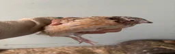 Quail poultry for sale: Quail - Hens and Roos - Advert 6