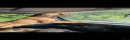 Border Terrier dogs for sale: Beautiful border terriers puppies  - Advert 2