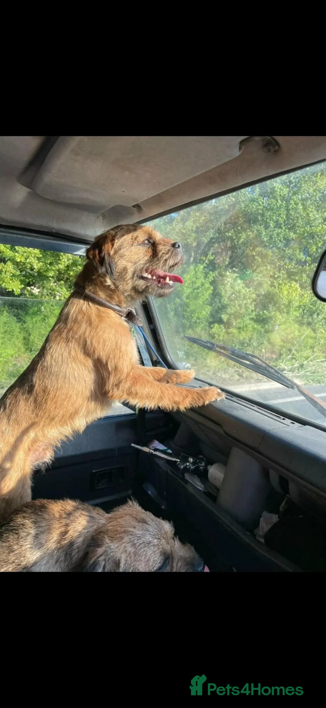 Border Terrier dogs for sale: Beautiful border terriers puppies  - Advert 2