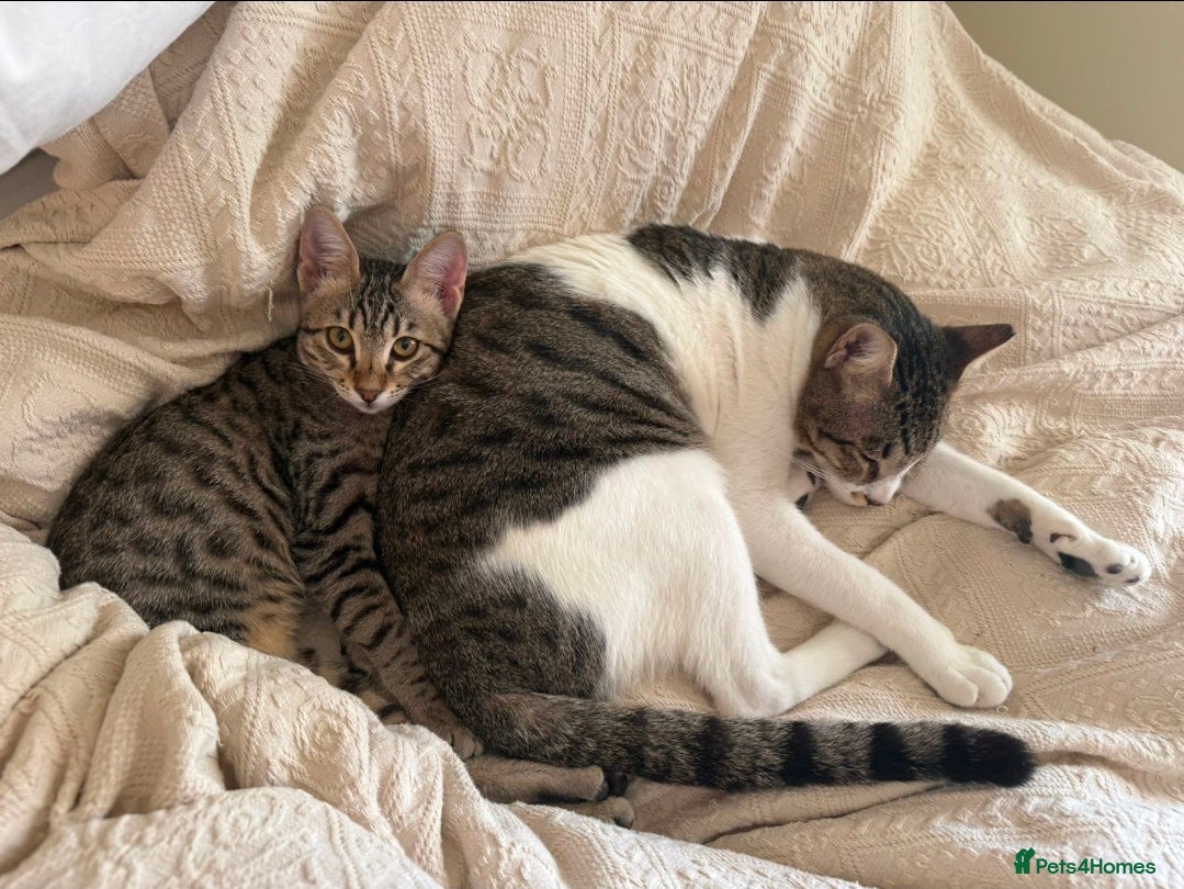 Mixed Breed cats [Indoors Only] Muji & Sol: Affectionate Pair - Advert 11