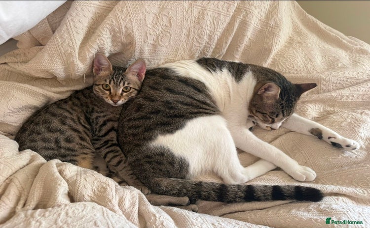 Mixed Breed cats Muji & Sol - Affectionate & Chatty indoors pair - Advert 15