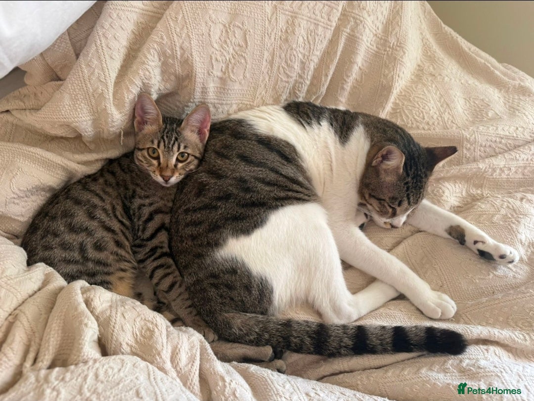 Mixed Breed cats for adoption: Muji & Sol - Affectionate & Chatty indoors pair - Advert 3