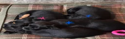 Patterjack dogs for sale: Ready for their forever homes this weekend!! - Advert 6