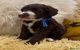 Mixed Breed dogs for sale: Mega Coated Schnockerpoo puppies - Image 17