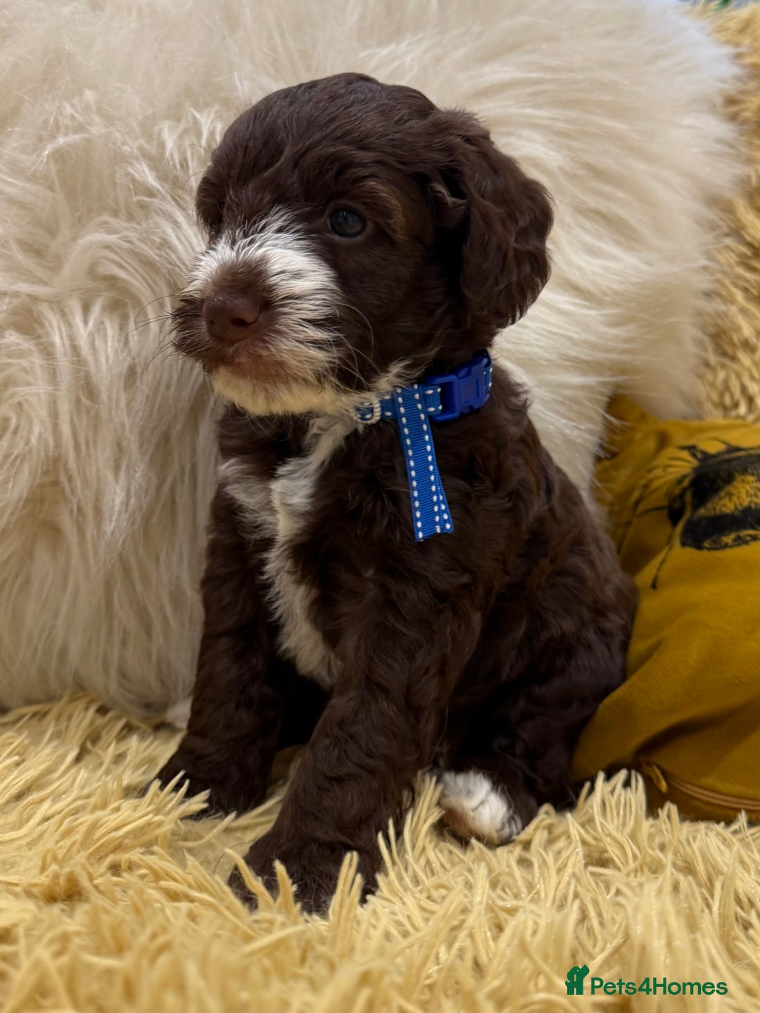 Mixed Breed dogs for sale: Mega Coated Schnockerpoo puppies - Image 17