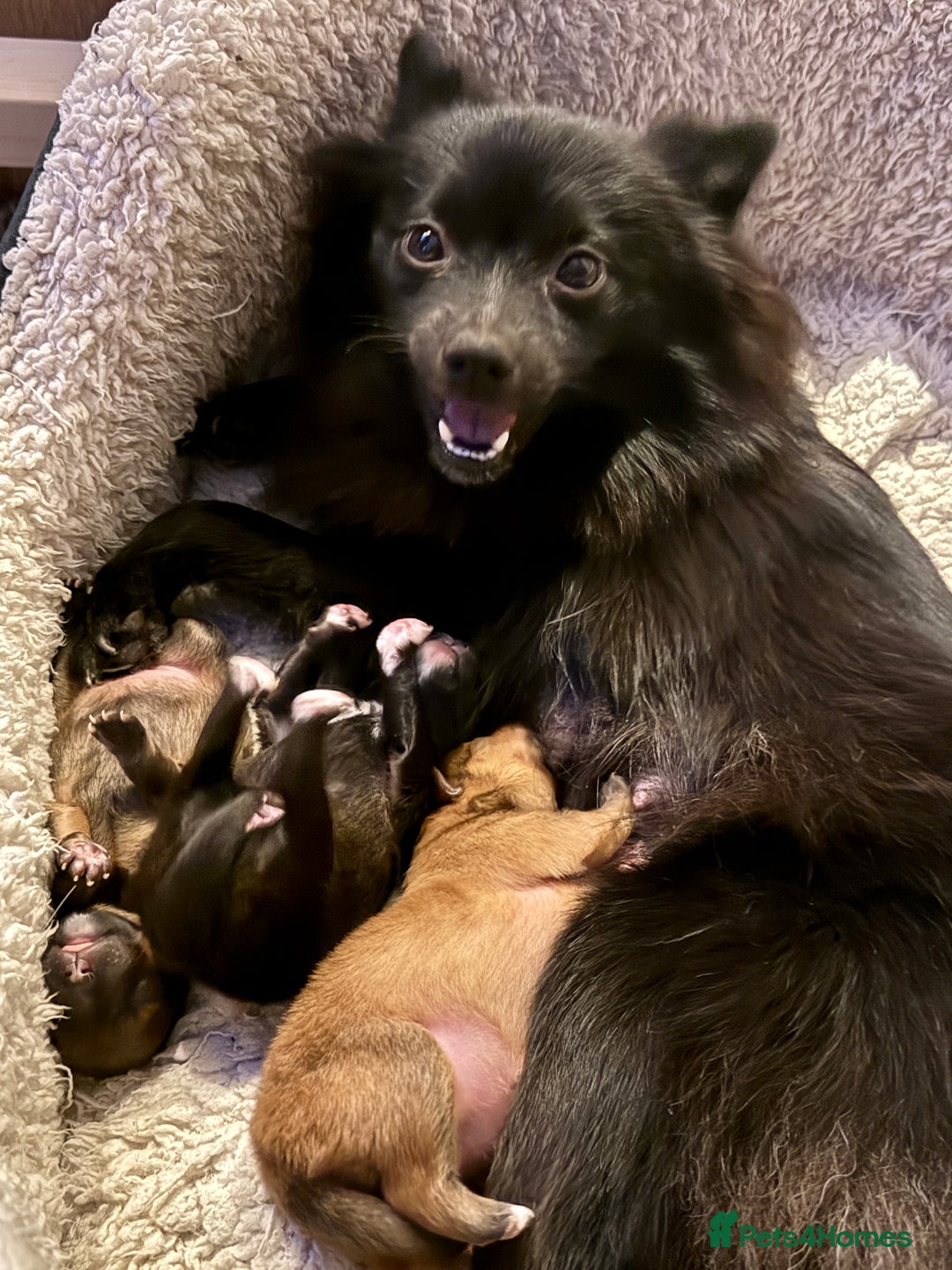 Pomeranian dogs for sale: Adorable Pomeranian puppies - ready January 25! - Advert 15