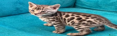 Bengal Kitten 2