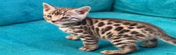 Bengal cats for sale: Beautiful Bengal boys - Advert 2