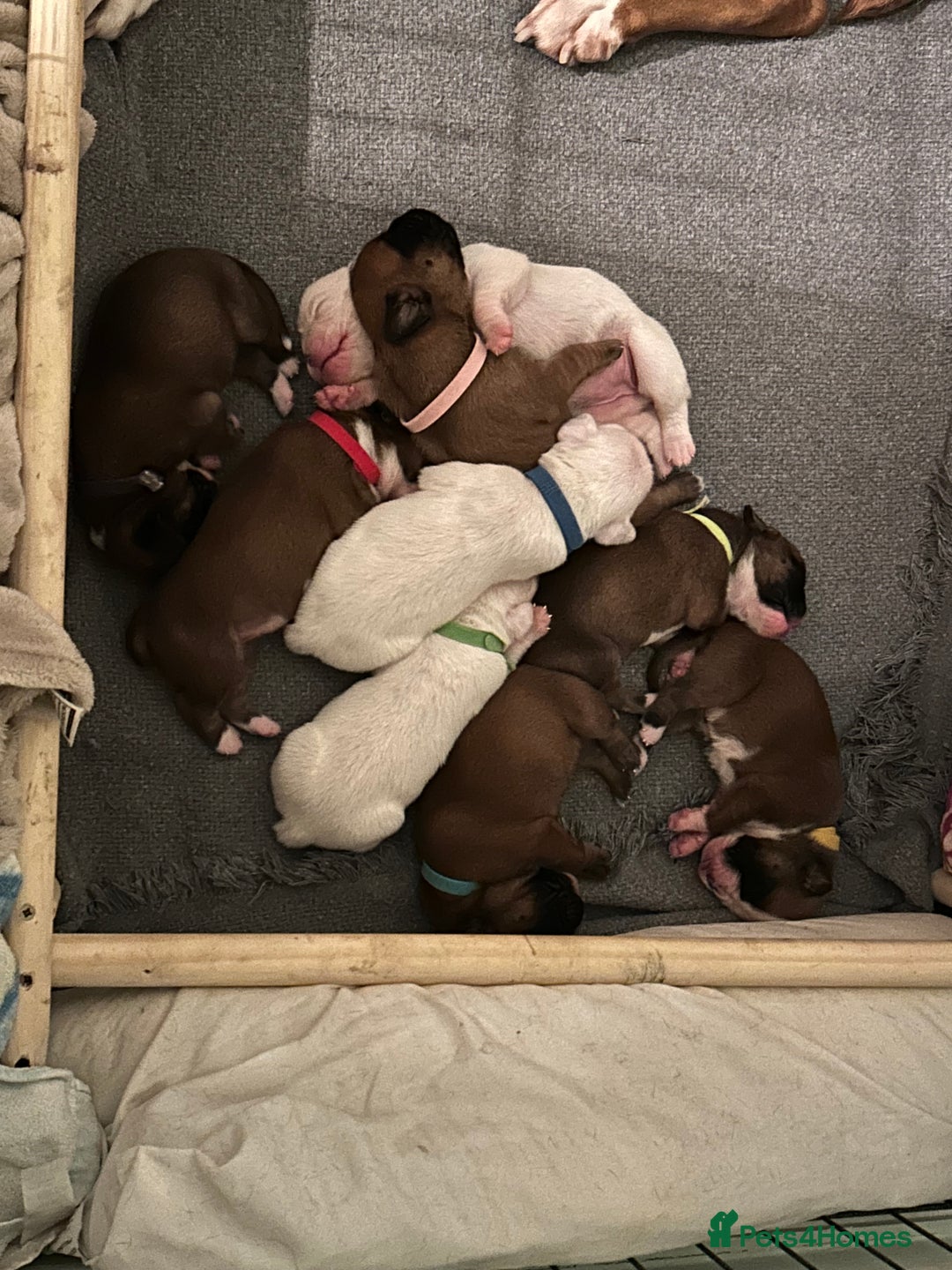 Boxer dogs for sale: Adorable BOXER puppies - Advert 26