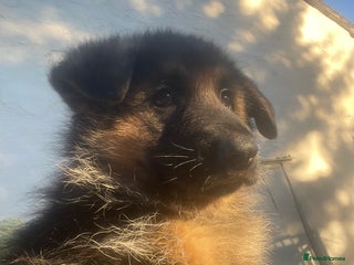 German Shepherd dogs German shepherd puppy kc registered - FEMALE - Advert 18