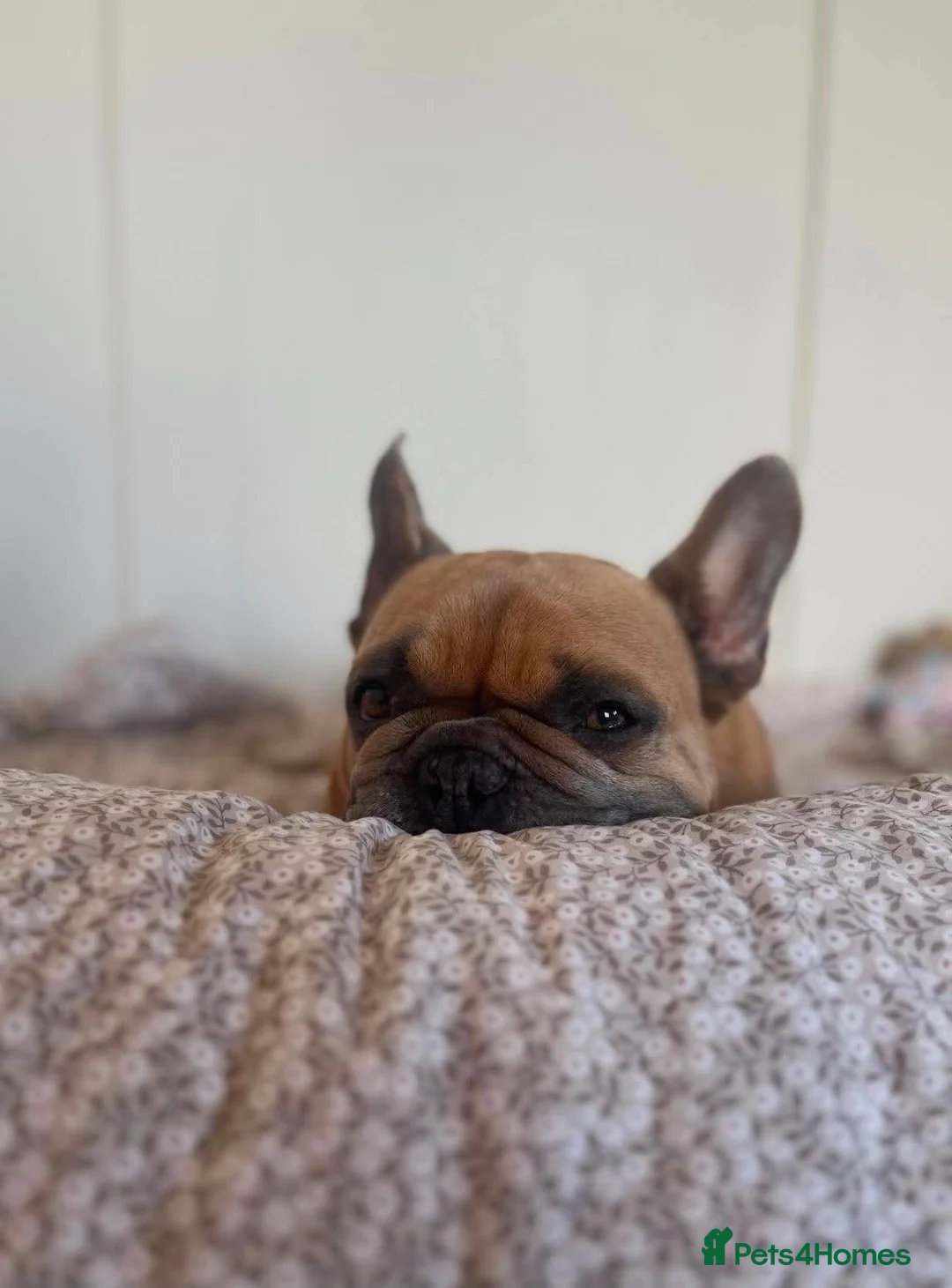French Bulldog dogs for adoption: 👑 ROCKY 👑 Tiny King Seeks Child-Free Kingdom in Stafford - Advert 9